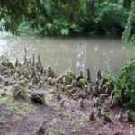 Arboretum de Balaine