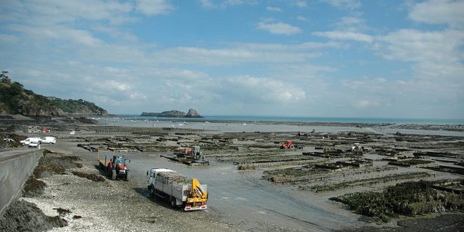 Parcs à huîtres à Cancale