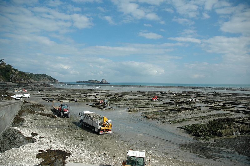 Parcs à huîtres à Cancale