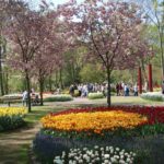 Les tulipes du Keukenhof