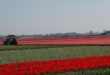 La route des tulipes