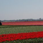 La route des tulipes