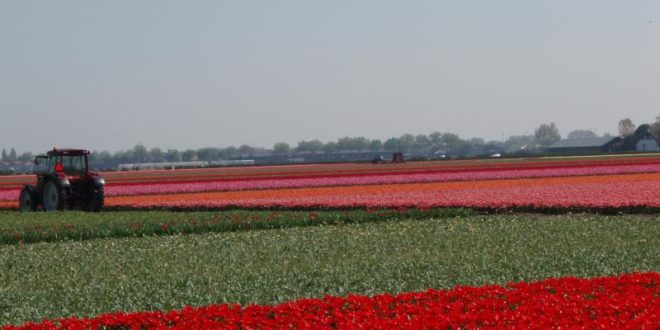La route des tulipes
