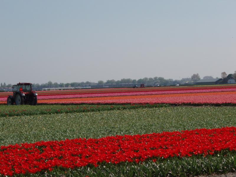 La route des tulipes