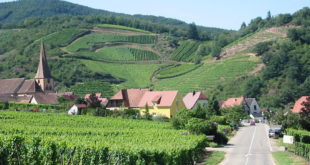 La route des vins d'Alsace