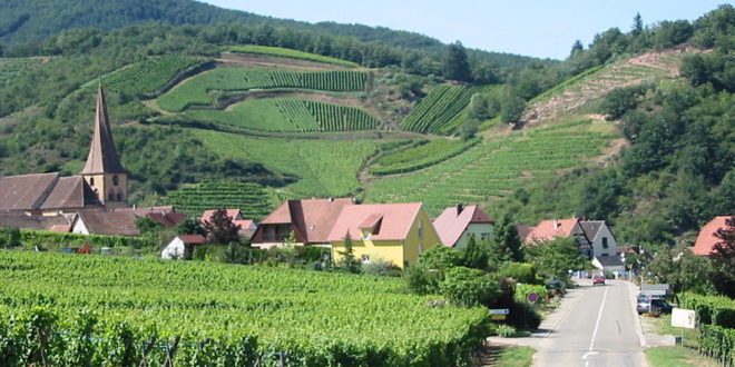 La route des vins d'Alsace