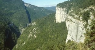 Forêt du Vercors