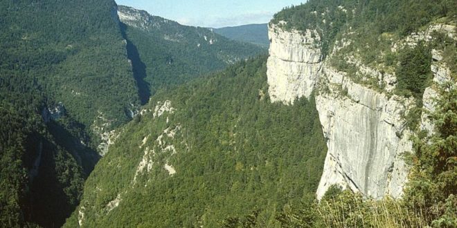 Forêt du Vercors