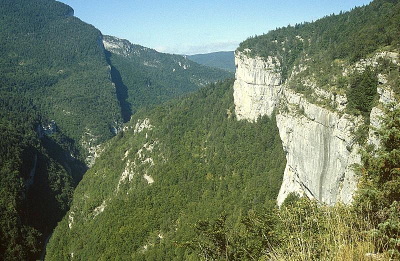 Forêt du Vercors