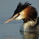 Grèbe huppé sur le Lac de Pierre-Percée