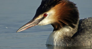 Grèbe huppé sur le Lac de Pierre-Percée