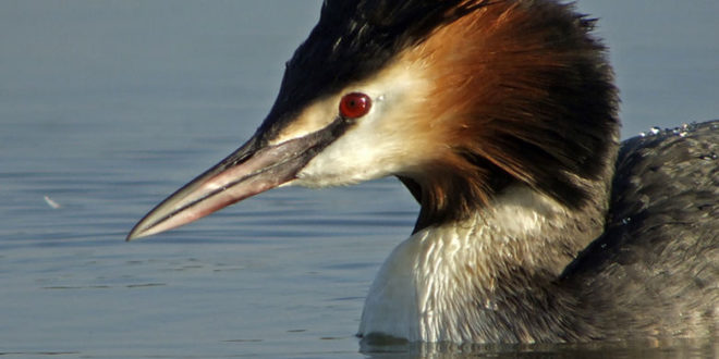Grèbe huppé sur le Lac de Pierre-Percée