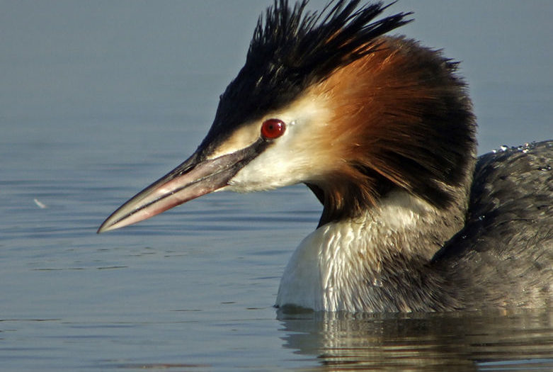 La Route des Tulipes en Camping-Car Pays-Bas