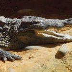Ferme des crocodiles à Pierrelatte