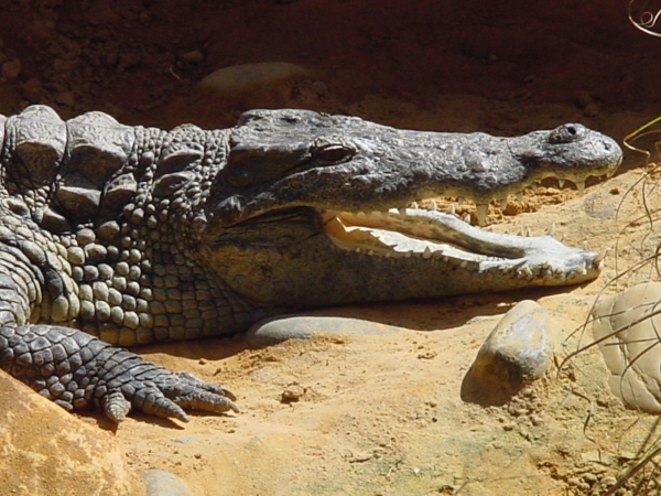Ferme des crocodiles à Pierrelatte