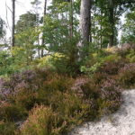 Forêt de Rambouillet