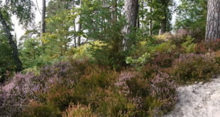 Forêt de Rambouillet