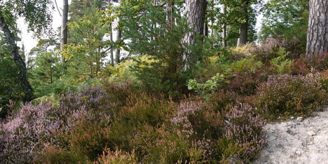 Forêt de Rambouillet