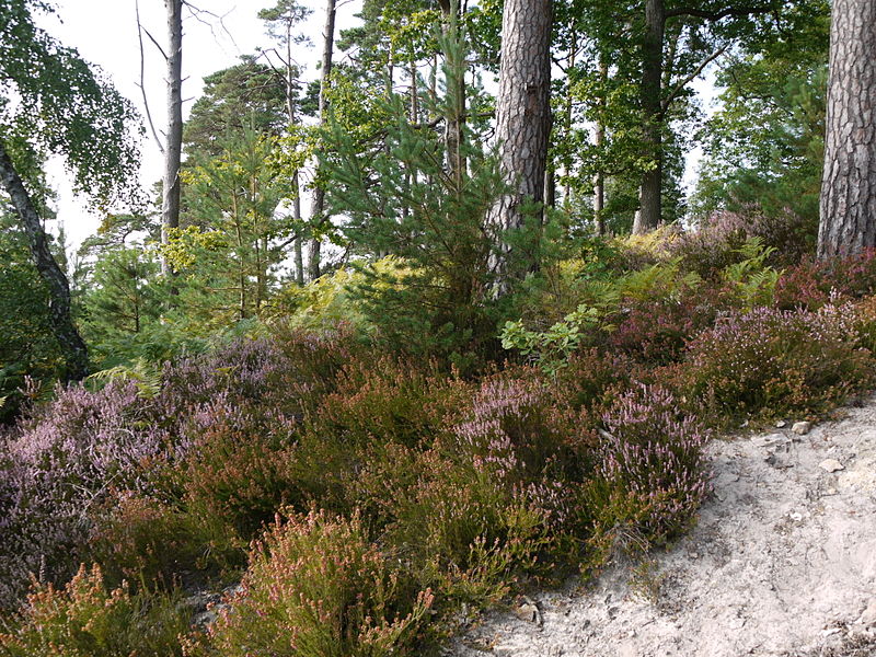 Forêt de Rambouillet