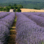 Champ de lavande à Sault
