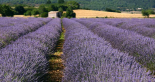 Champ de lavande à Sault