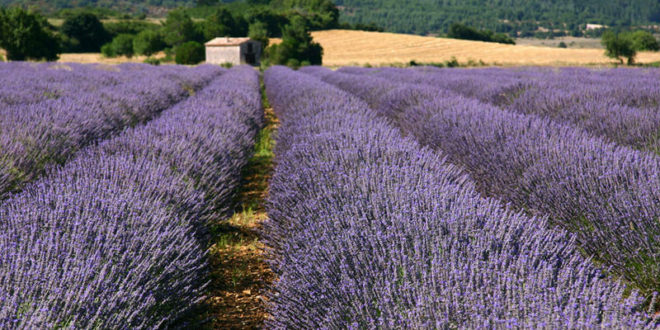 Champ de lavande à Sault