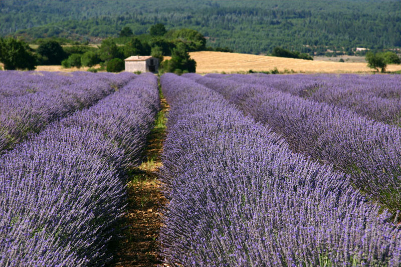 Champ de lavande à Sault