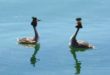 Grèbes huppés sur le Lac du Der