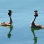 Grèbes huppés sur le Lac du Der