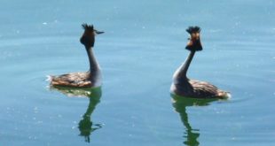 Grèbes huppés sur le Lac du Der