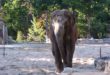 Shinto l'éléphant du Zoo de la Palmyre