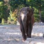 Shinto l'éléphant du Zoo de la Palmyre