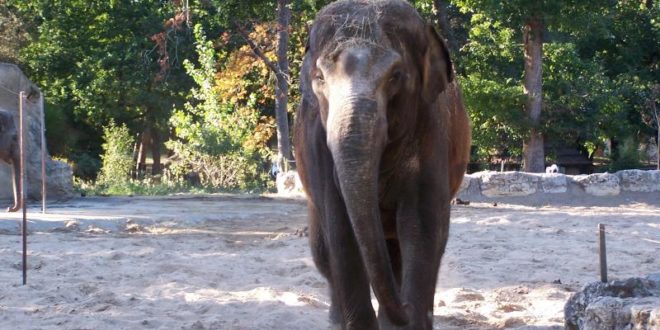 Shinto l'éléphant du Zoo de la Palmyre