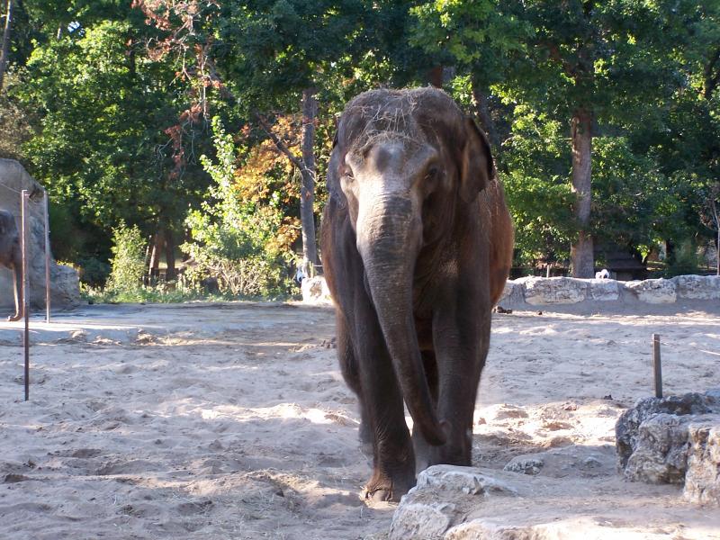 Shinto l'éléphant du Zoo de la Palmyre