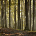 La Forêt de Lyons