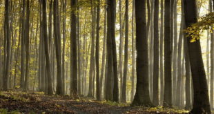 La Forêt de Lyons