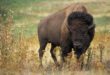 Bisonland aux Cerqueux-sous-Passavant