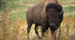 Bisonland aux Cerqueux-sous-Passavant