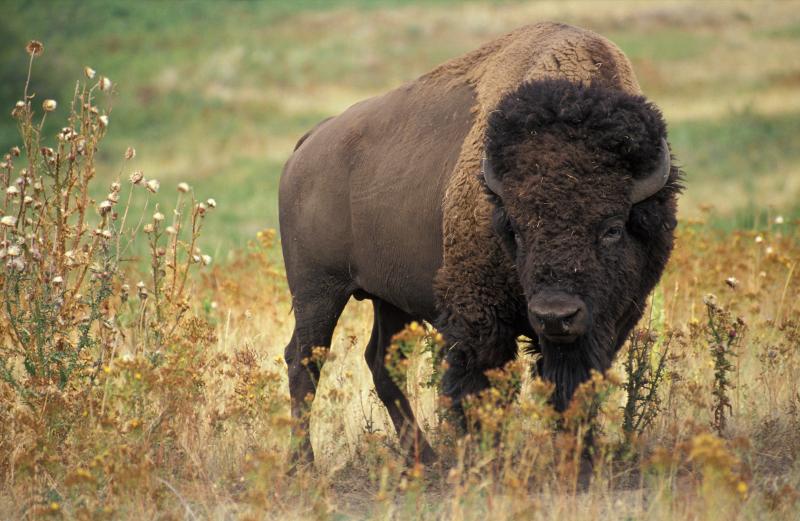 Bisonland aux Cerqueux-sous-Passavant