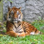 Tigre du Monde Sauvage d'Aywaille