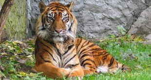 Tigre du Monde Sauvage d'Aywaille
