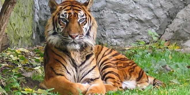 Tigre du Monde Sauvage d'Aywaille