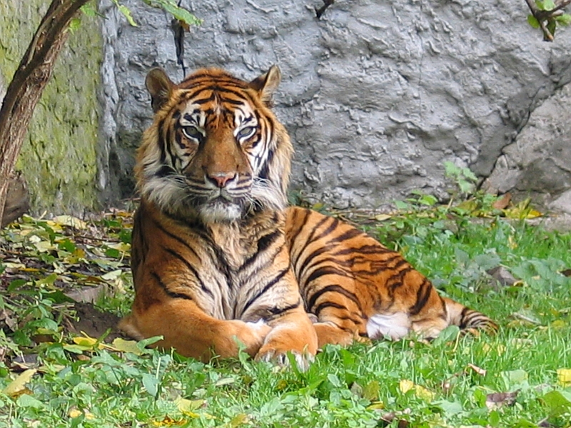 Tigre du Monde Sauvage d'Aywaille