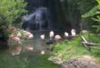 Flamands roses au zoo d'Amneville