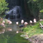 Flamands roses au zoo d'Amneville