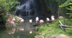 Flamands roses au zoo d'Amneville