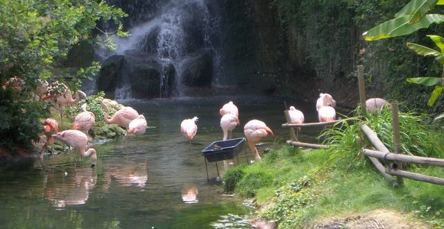 Flamands roses au zoo d'Amneville