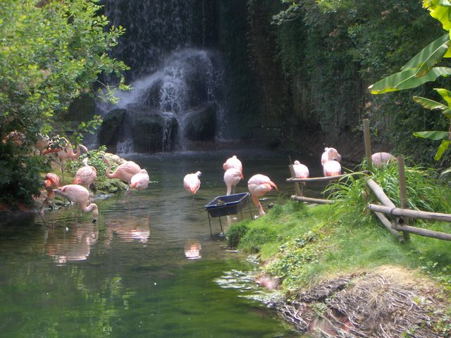Flamands roses au zoo d'Amneville