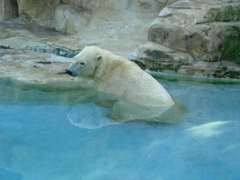 Ours blanc au zoo d'Amneville