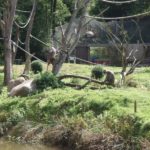 Zoo de tregomeur